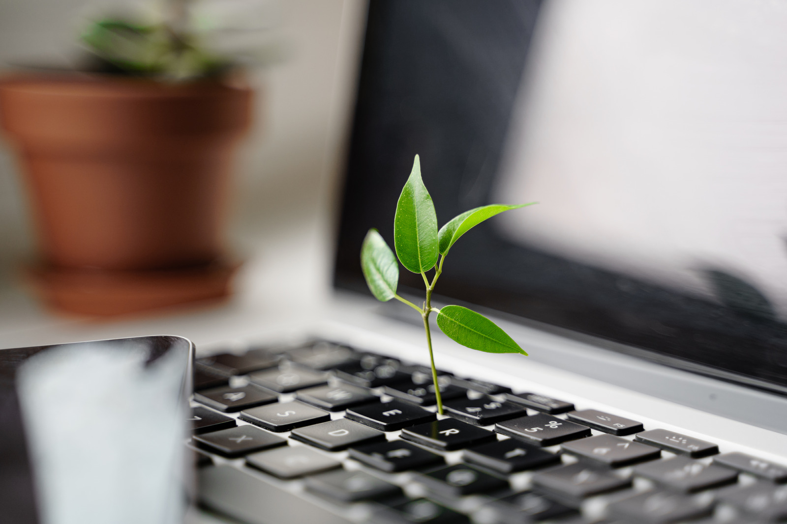 laptop with a green leaf coming out of the keyboard